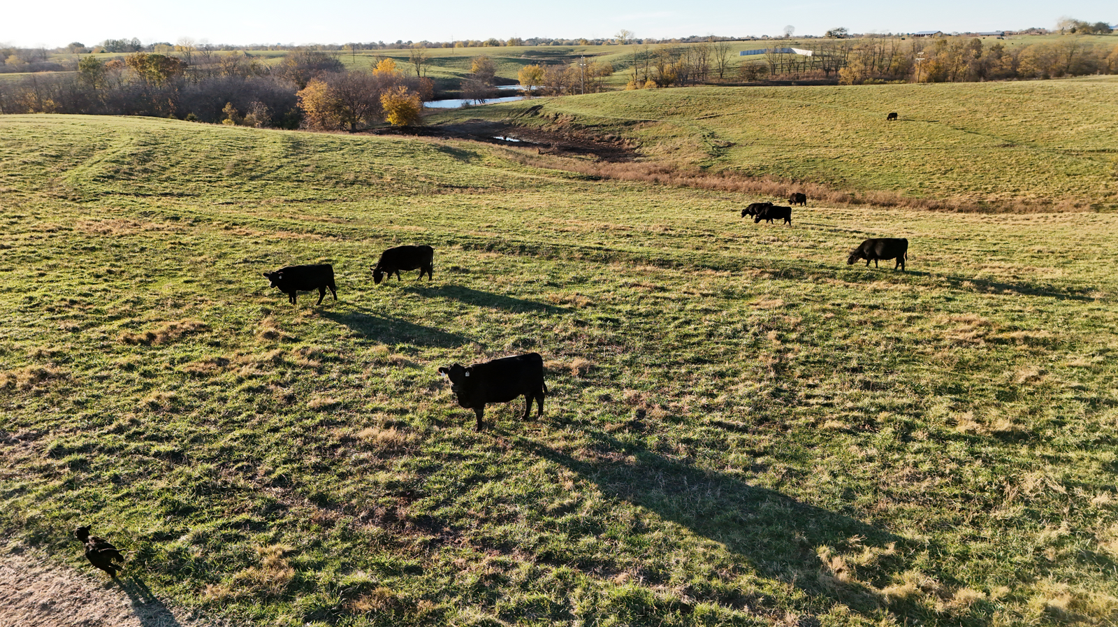 Why Pasture-Raised Beef is Worth Every Bite